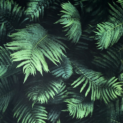 Обои 