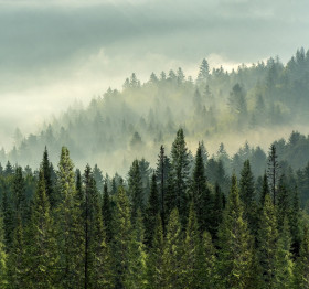 Фотообои Forest 300*280